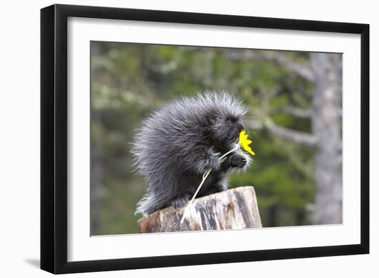 North American Porcupine Baby Holding Yellow Flower-null-Framed Premium Photographic Print