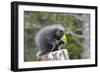 North American Porcupine Baby Holding Yellow Flower-null-Framed Premium Photographic Print