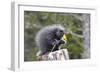 North American Porcupine Baby Holding Yellow Flower-null-Framed Premium Photographic Print