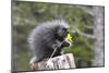 North American Porcupine Baby Holding Yellow Flower-null-Mounted Premium Photographic Print