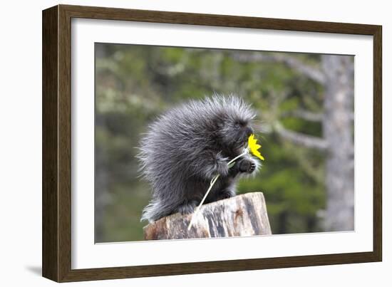 North American Porcupine Baby Holding Yellow Flower-null-Framed Photographic Print