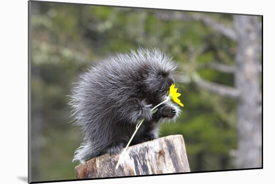 North American Porcupine Baby Holding Yellow Flower-null-Mounted Photographic Print