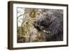 North American porcupine (Erethizon dorsatum), feeding on a young spruce tree. Vermont, USA-Paul Williams-Framed Photographic Print