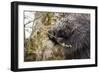 North American porcupine (Erethizon dorsatum), feeding on a young spruce tree. Vermont, USA-Paul Williams-Framed Photographic Print