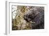 North American porcupine (Erethizon dorsatum), feeding on a young spruce tree. Vermont, USA-Paul Williams-Framed Photographic Print