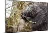 North American porcupine (Erethizon dorsatum), feeding on a young spruce tree. Vermont, USA-Paul Williams-Mounted Photographic Print