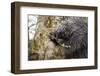 North American porcupine (Erethizon dorsatum), feeding on a young spruce tree. Vermont, USA-Paul Williams-Framed Photographic Print