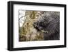 North American porcupine (Erethizon dorsatum), feeding on a young spruce tree. Vermont, USA-Paul Williams-Framed Photographic Print