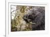 North American porcupine (Erethizon dorsatum), feeding on a young spruce tree. Vermont, USA-Paul Williams-Framed Photographic Print