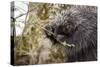 North American porcupine (Erethizon dorsatum), feeding on a young spruce tree. Vermont, USA-Paul Williams-Stretched Canvas