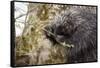 North American porcupine (Erethizon dorsatum), feeding on a young spruce tree. Vermont, USA-Paul Williams-Framed Stretched Canvas