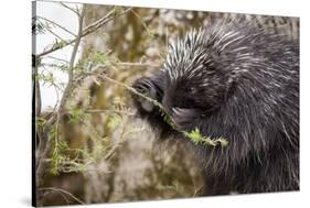 North American porcupine (Erethizon dorsatum), feeding on a young spruce tree. Vermont, USA-Paul Williams-Stretched Canvas