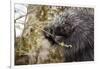 North American porcupine (Erethizon dorsatum), feeding on a young spruce tree. Vermont, USA-Paul Williams-Framed Photographic Print