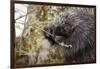 North American porcupine (Erethizon dorsatum), feeding on a young spruce tree. Vermont, USA-Paul Williams-Framed Photographic Print