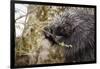 North American porcupine (Erethizon dorsatum), feeding on a young spruce tree. Vermont, USA-Paul Williams-Framed Photographic Print