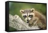 North American Raccoon-null-Framed Stretched Canvas