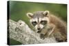 North American Raccoon-null-Stretched Canvas