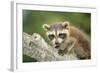 North American Raccoon-null-Framed Photographic Print