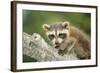 North American Raccoon-null-Framed Photographic Print