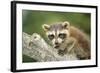 North American Raccoon-null-Framed Photographic Print