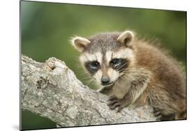 North American Raccoon-null-Mounted Photographic Print