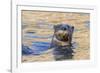 North American river otter, Acadia National Park, Maine, USA-George Sanker-Framed Photographic Print