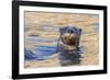 North American river otter, Acadia National Park, Maine, USA-George Sanker-Framed Photographic Print