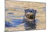 North American river otter, Acadia National Park, Maine, USA-George Sanker-Mounted Photographic Print