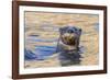 North American river otter, Acadia National Park, Maine, USA-George Sanker-Framed Photographic Print