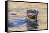 North American river otter, Acadia National Park, Maine, USA-George Sanker-Framed Stretched Canvas