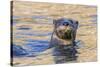 North American river otter, Acadia National Park, Maine, USA-George Sanker-Stretched Canvas