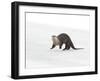 North American River Otter (Lontra canadensis) adult, running on ice of frozen river, Wyoming-Paul Hobson-Framed Photographic Print