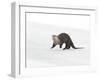 North American River Otter (Lontra canadensis) adult, running on ice of frozen river, Wyoming-Paul Hobson-Framed Photographic Print