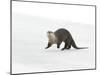 North American River Otter (Lontra canadensis) adult, running on ice of frozen river, Wyoming-Paul Hobson-Mounted Photographic Print