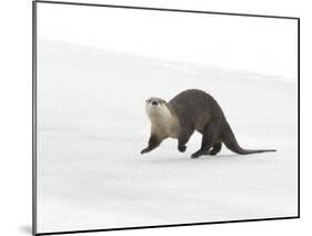 North American River Otter (Lontra canadensis) adult, running on ice of frozen river, Wyoming-Paul Hobson-Mounted Photographic Print