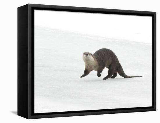 North American River Otter (Lontra canadensis) adult, running on ice of frozen river, Wyoming-Paul Hobson-Framed Stretched Canvas