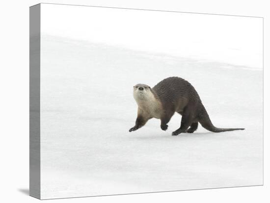 North American River Otter (Lontra canadensis) adult, running on ice of frozen river, Wyoming-Paul Hobson-Stretched Canvas