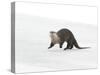 North American River Otter (Lontra canadensis) adult, running on ice of frozen river, Wyoming-Paul Hobson-Stretched Canvas