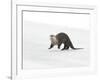 North American River Otter (Lontra canadensis) adult, running on ice of frozen river, Wyoming-Paul Hobson-Framed Photographic Print