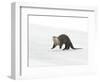 North American River Otter (Lontra canadensis) adult, running on ice of frozen river, Wyoming-Paul Hobson-Framed Photographic Print