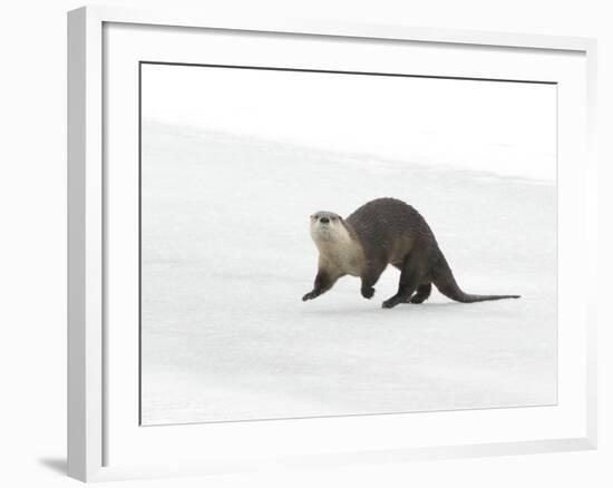 North American River Otter (Lontra canadensis) adult, running on ice of frozen river, Wyoming-Paul Hobson-Framed Photographic Print