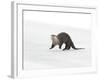 North American River Otter (Lontra canadensis) adult, running on ice of frozen river, Wyoming-Paul Hobson-Framed Photographic Print