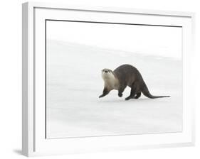 North American River Otter (Lontra canadensis) adult, running on ice of frozen river, Wyoming-Paul Hobson-Framed Photographic Print