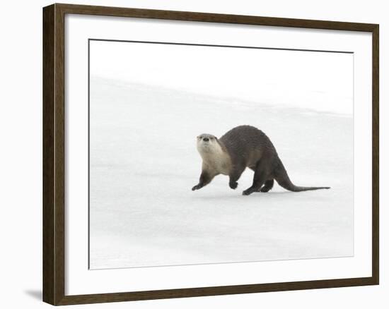 North American River Otter (Lontra canadensis) adult, running on ice of frozen river, Wyoming-Paul Hobson-Framed Photographic Print