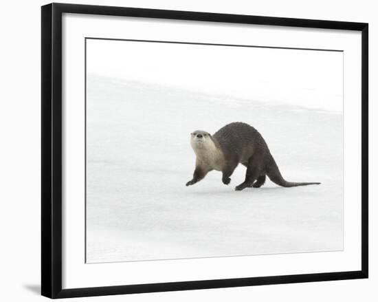 North American River Otter (Lontra canadensis) adult, running on ice of frozen river, Wyoming-Paul Hobson-Framed Photographic Print