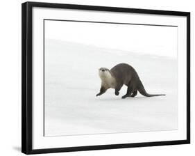 North American River Otter (Lontra canadensis) adult, running on ice of frozen river, Wyoming-Paul Hobson-Framed Photographic Print