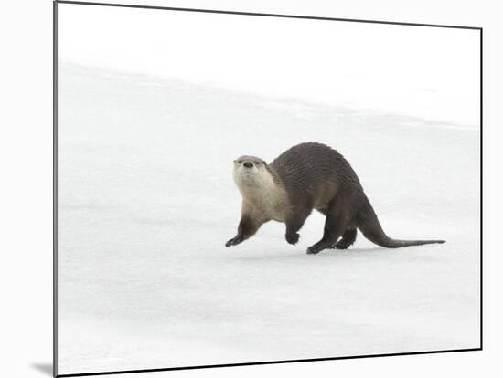 North American River Otter (Lontra canadensis) adult, running on ice of frozen river, Wyoming-Paul Hobson-Mounted Photographic Print