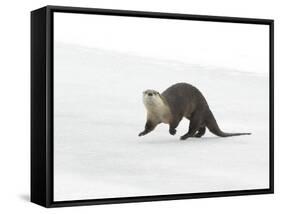 North American River Otter (Lontra canadensis) adult, running on ice of frozen river, Wyoming-Paul Hobson-Framed Stretched Canvas