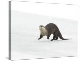 North American River Otter (Lontra canadensis) adult, running on ice of frozen river, Wyoming-Paul Hobson-Stretched Canvas