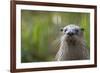 North American River Otter (Lutra Canadensis) Captive, Occurs in North America-Edwin Giesbers-Framed Photographic Print